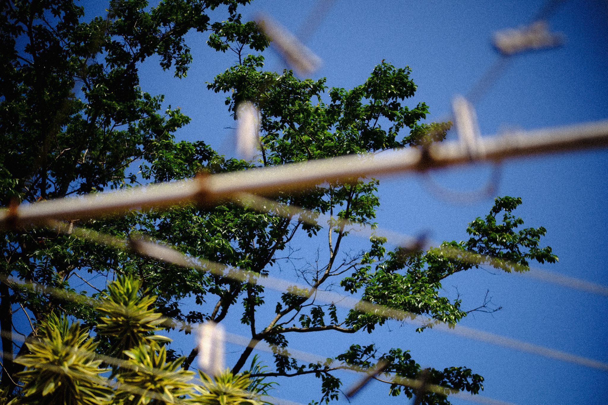Photograph, antenna